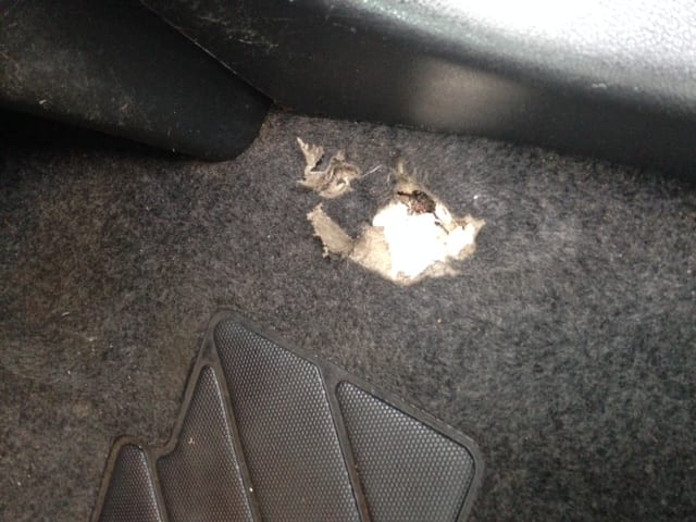 Damaged Qashqai carpet